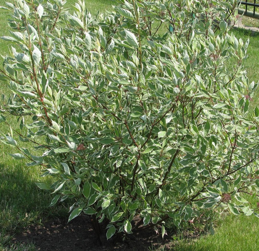 Дёрен отпрысковый Flaviramea