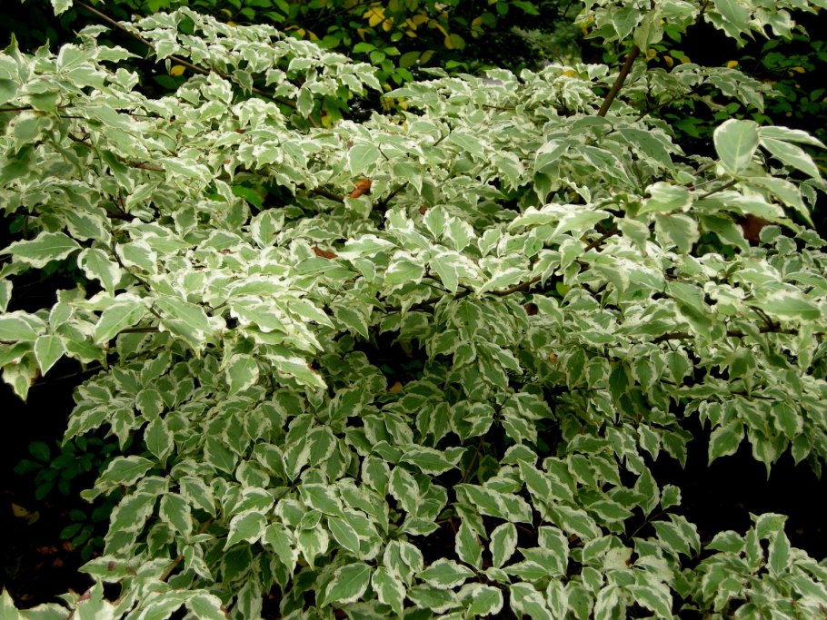 Дерен белый Ивори Хало