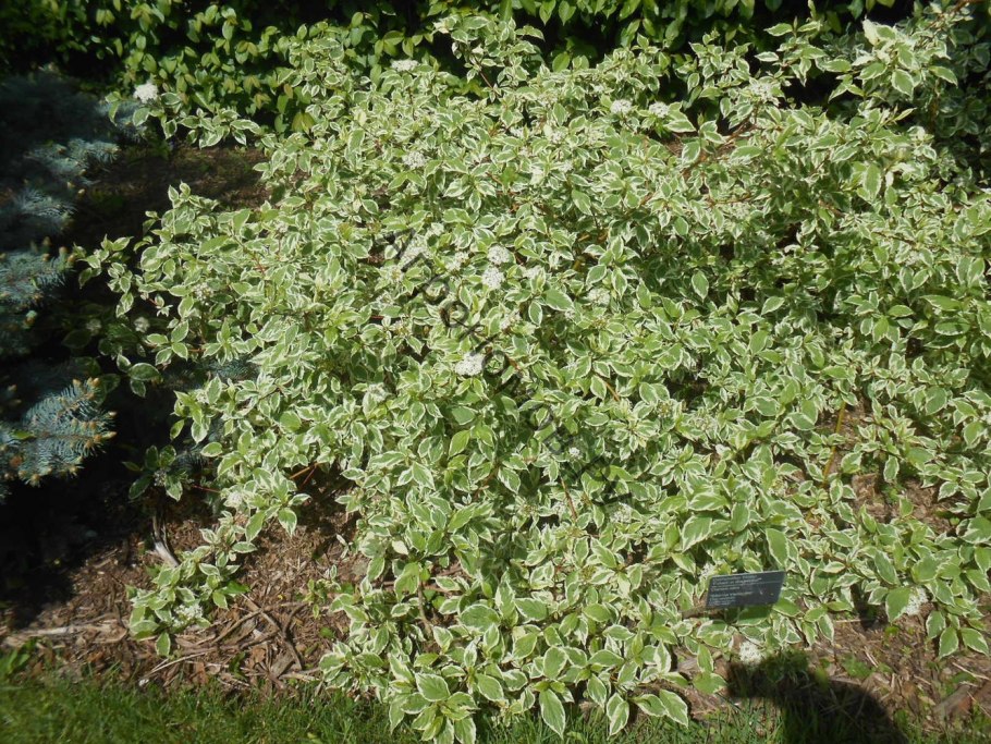 Дерен краснолистный