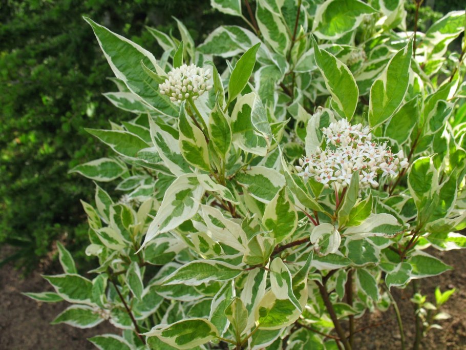 Дерен белый (Cornus Alba &#96;elegantissima&#96;)