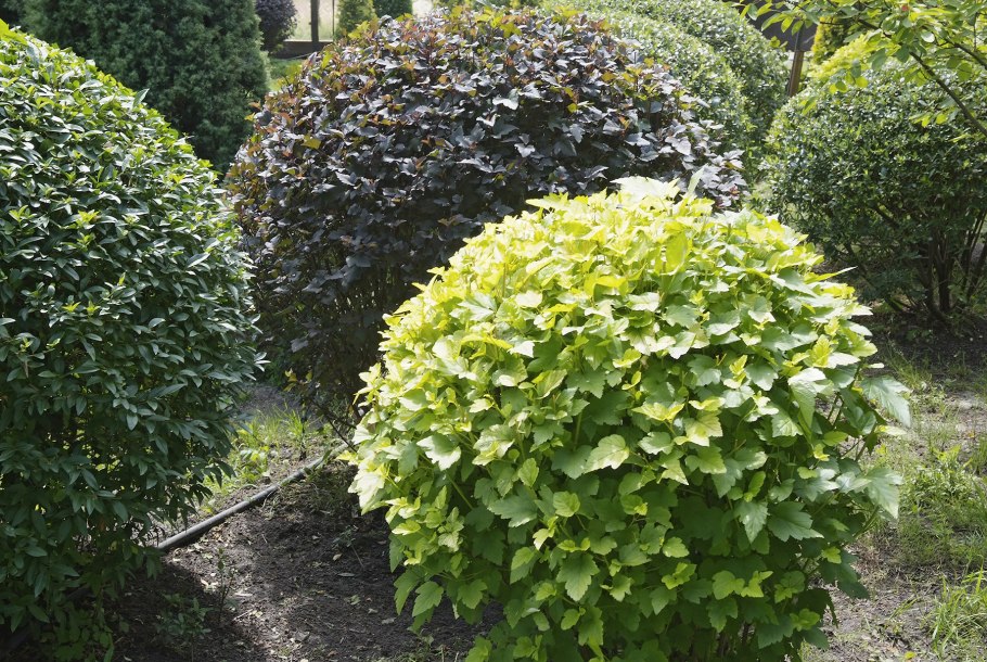 Дёрен белый Ivory Halo