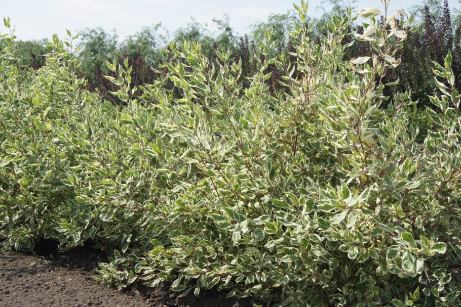 Дёрен белый Сибирика Вариегата в ландшафтном