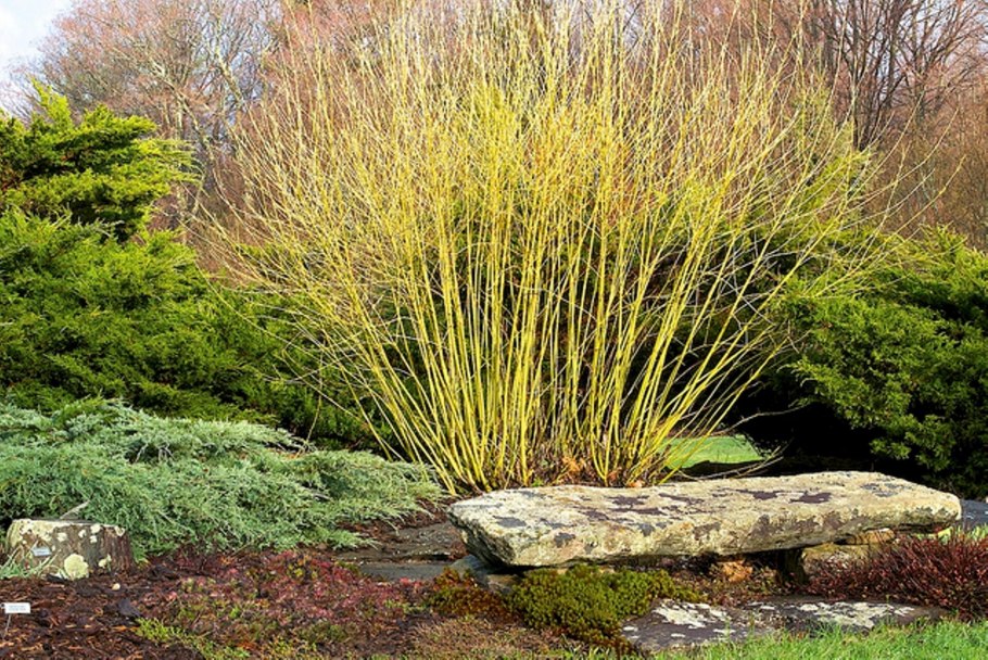 Дерен Коуза (Cornus Kousa chinensis p9)