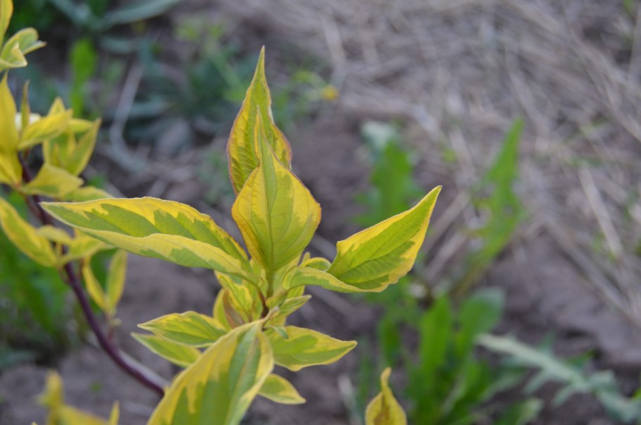 Ясенелистный клён «variegatum»