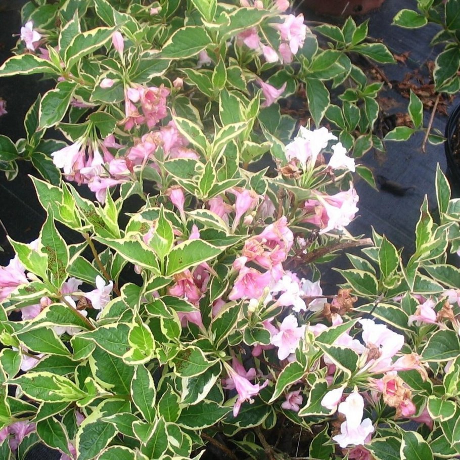 Вейгела Цветущая кандида