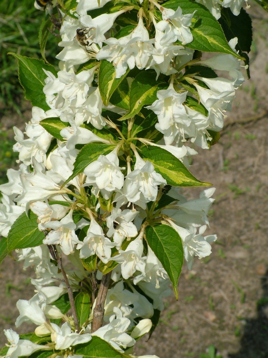 Вейгела эбони энд айвори