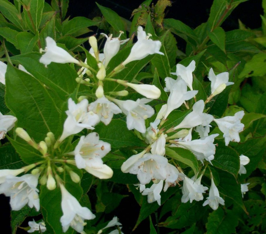 Вейгела белоцветковая