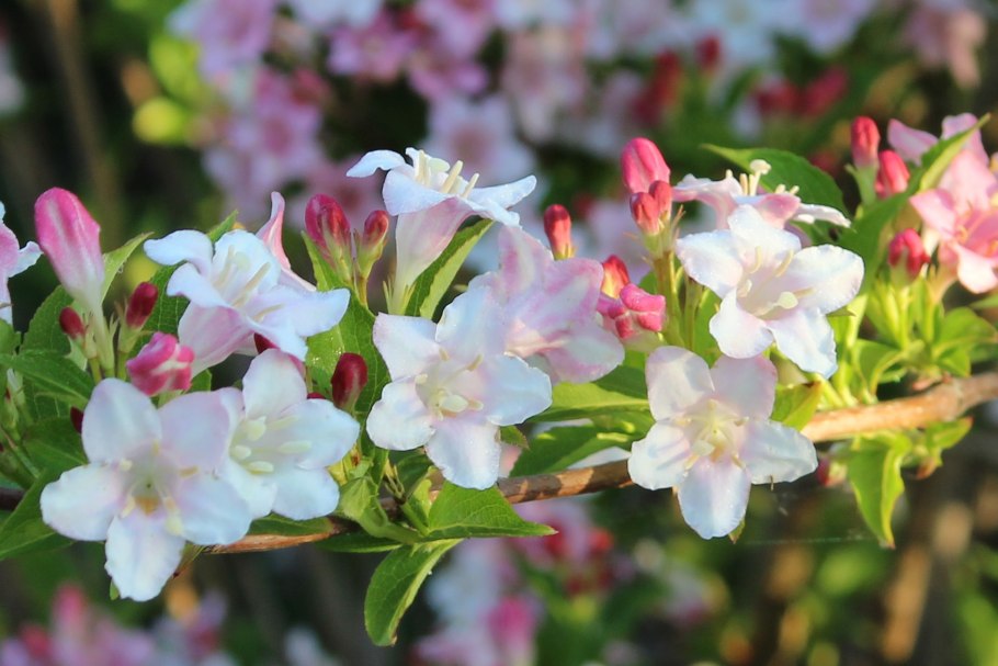 Вейгела Цветущая кандида