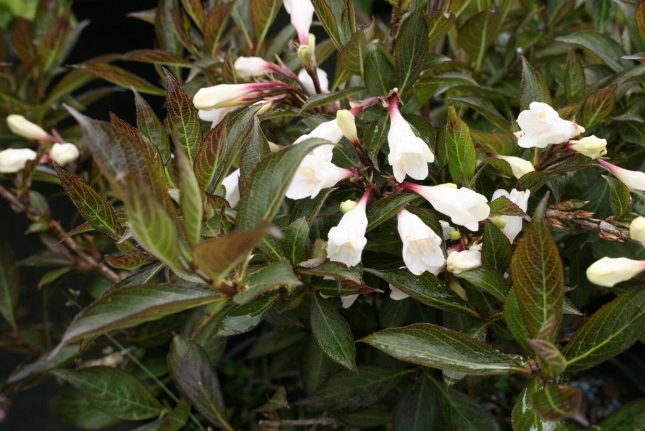 Вейгела кандида фото и описание