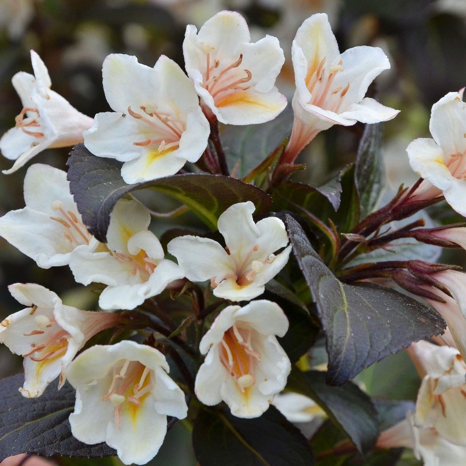 Вейгела Бристоль Сноуфлейк