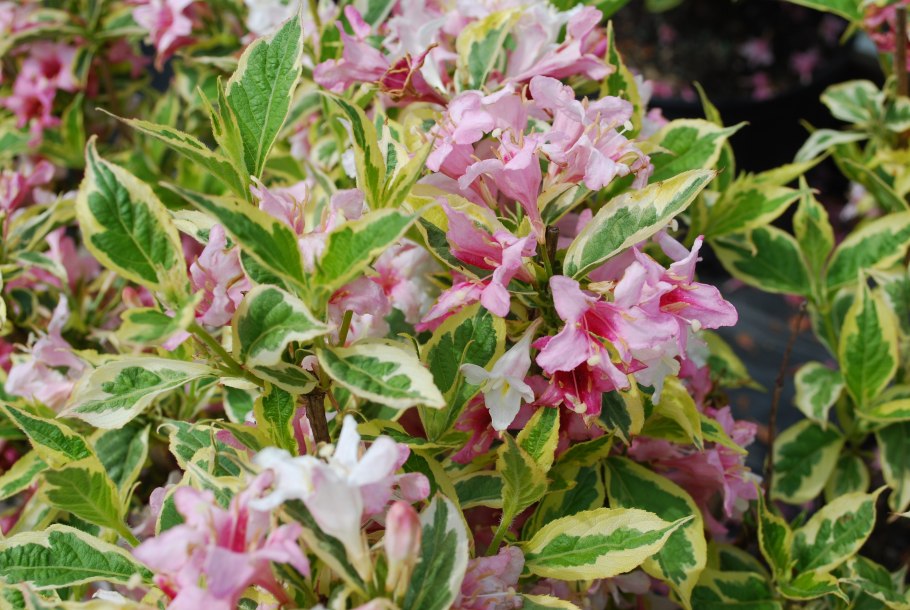 Вейгела Цветущая Нана Вариегата