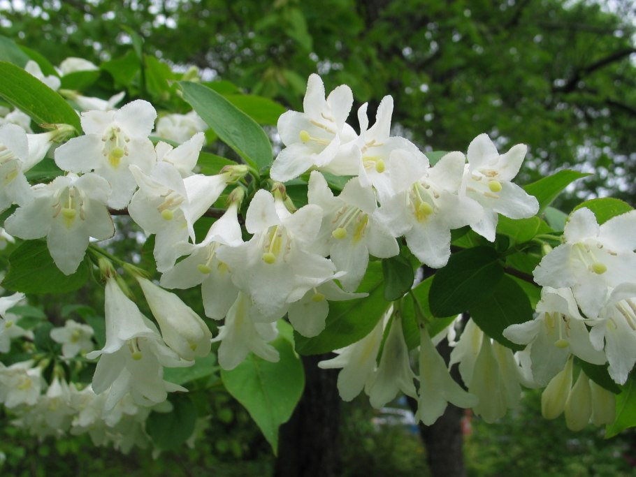 Кустарники Липецкой области фото и названия