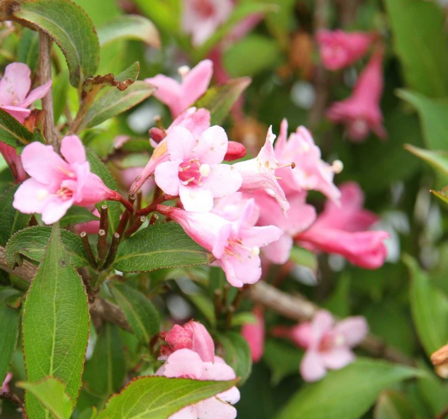 Вейгела ева Ратке куст