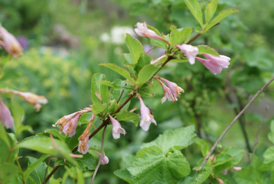 Вейгела ароматная