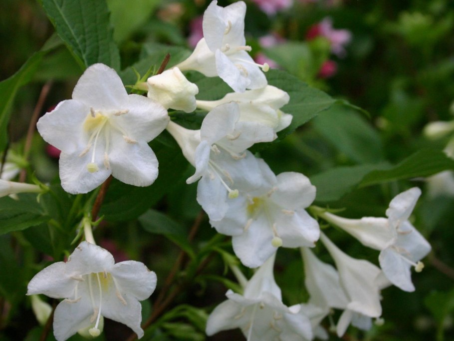 Куст с красными цветами фото и названия