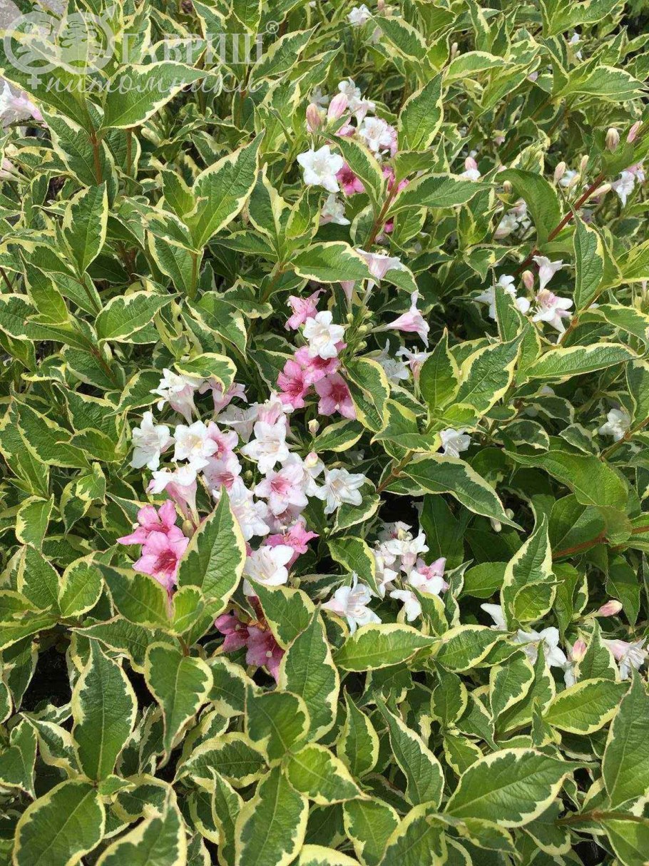 Вейгела цветущая nana variegata