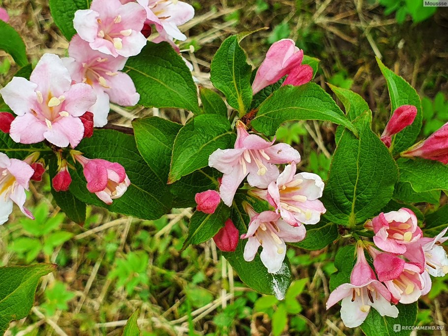 Вейгела Цветущая Санни принцесс