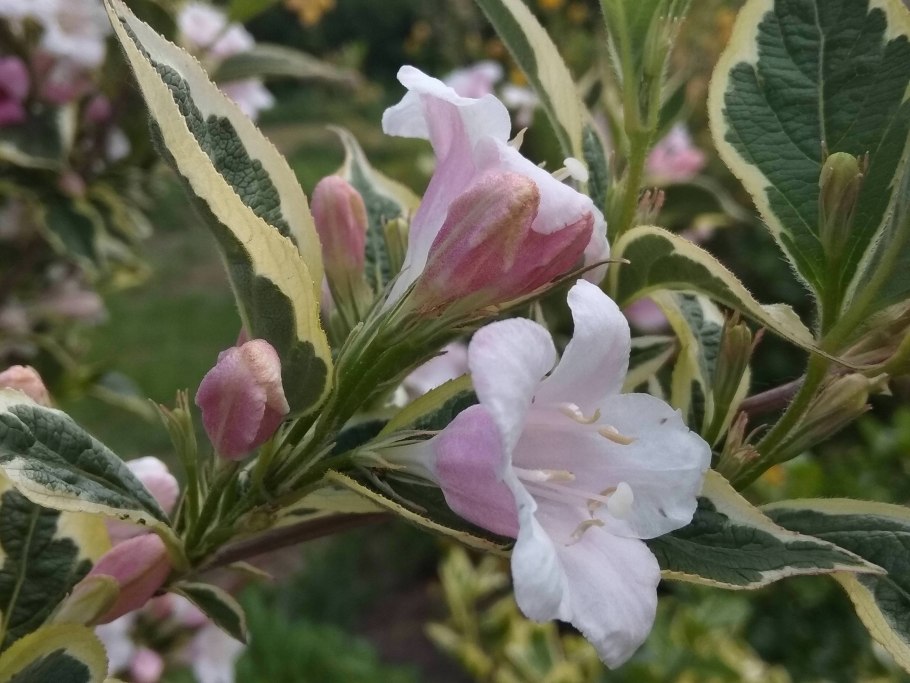 Вейгела Пинк Поппет