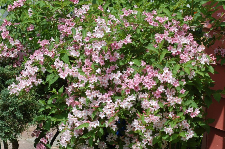 Вейгела Пикколо