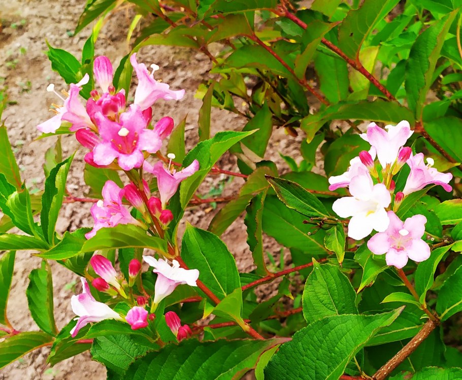 Вейгела Марджори