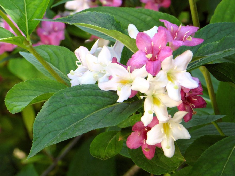 Вейгела Lemoine Bailey