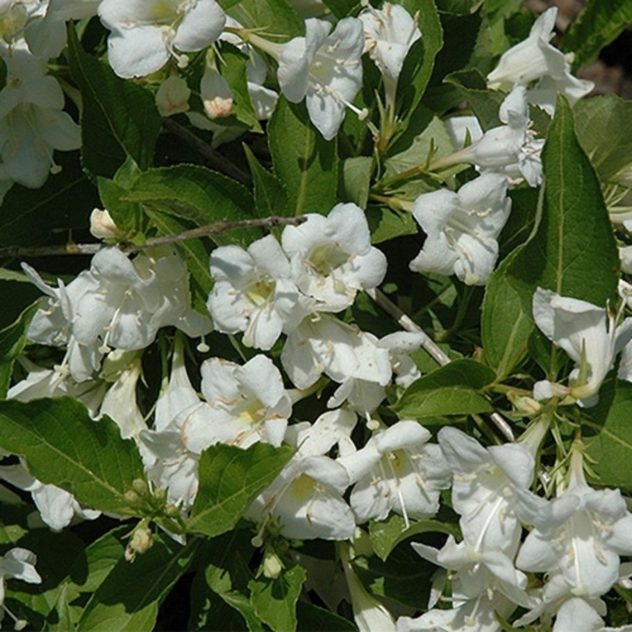 Вейгела Бристоль Сноуфлейк