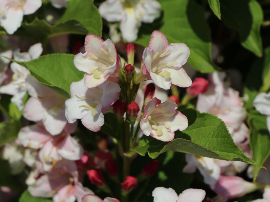 Вейгела Monet Verweig