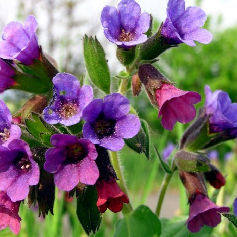 Медуница Pink Haze