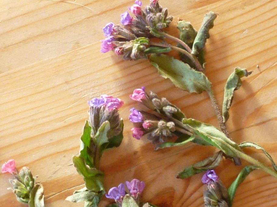 Медуница лекарственная сушеная