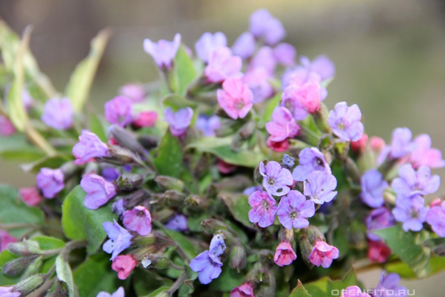 Медуница неясная