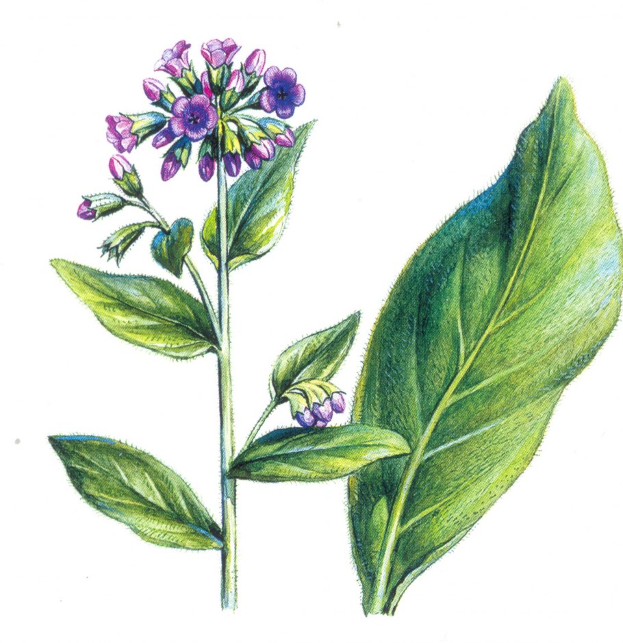 Медуница мягонькая