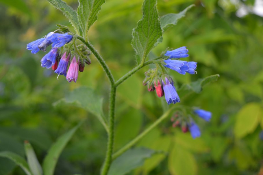 Соцветие завиток Медуница