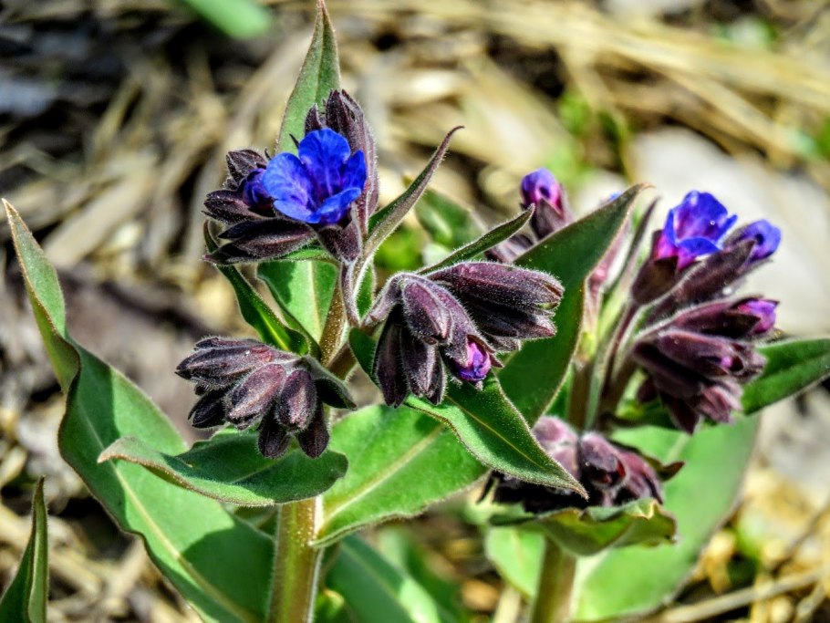 Медуница мягонькая