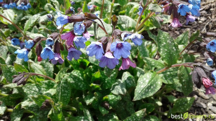 Медуница растение