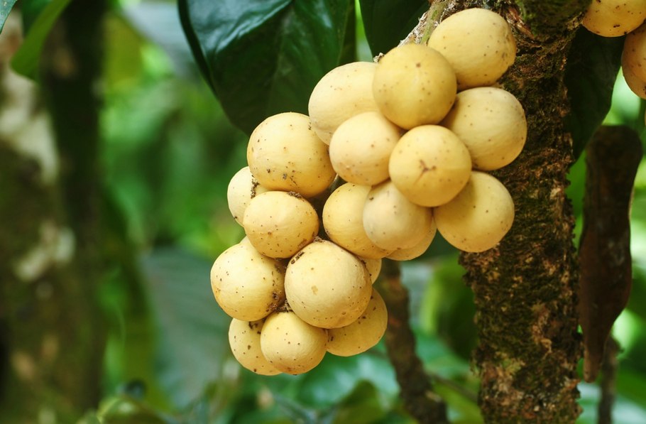 Платония замечательная (Platonia insignis)