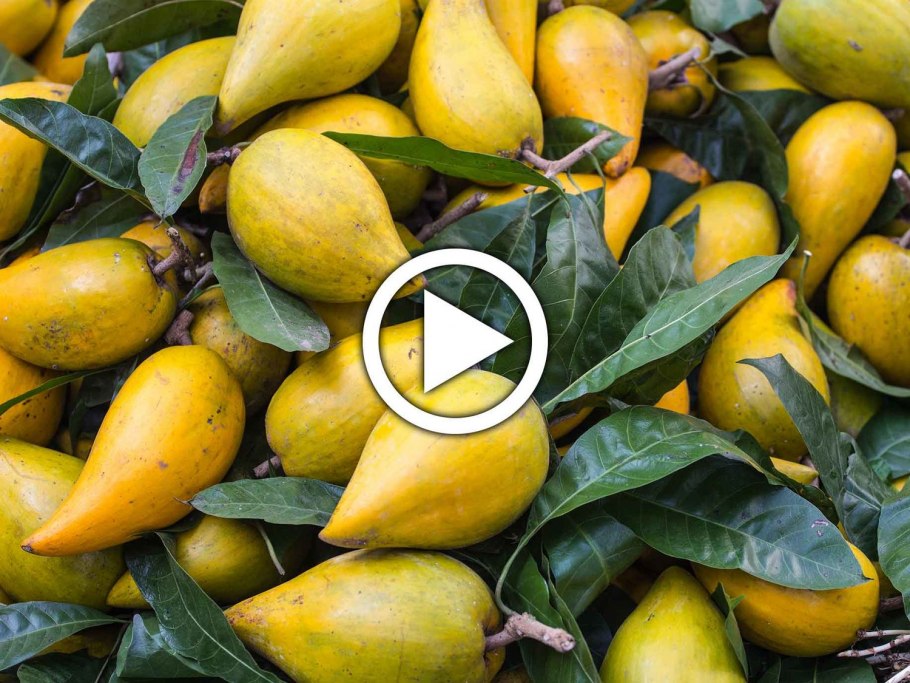 Фрукт похожий на коричневые титьки