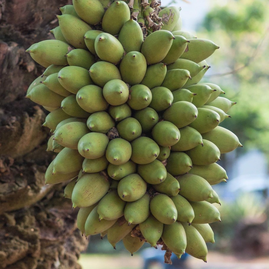 Платония замечательная дерево