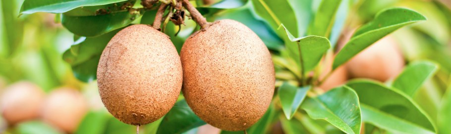 Саподилла дерево