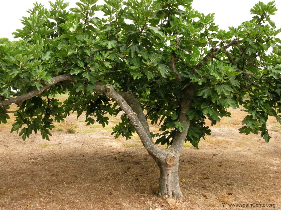 Растения субтропиков инжир