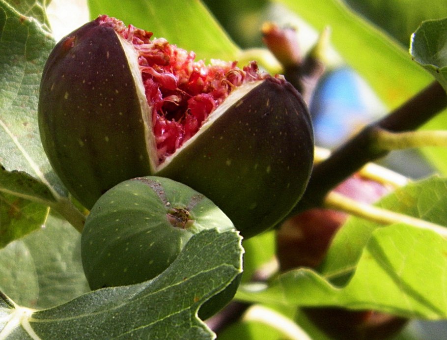 Инжир Крымский черный