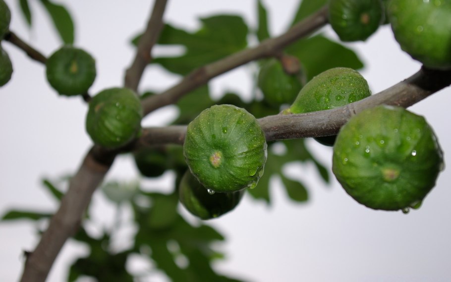 Инжир фиговое дерево