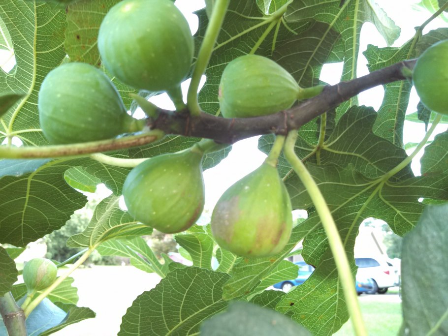 Инжир зеленый