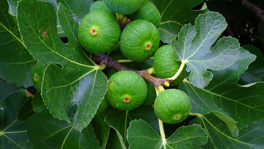 Сбор плодов фигового дерева