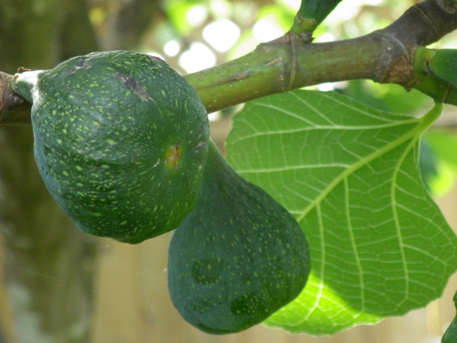 Инжир (Ficus carica l.)