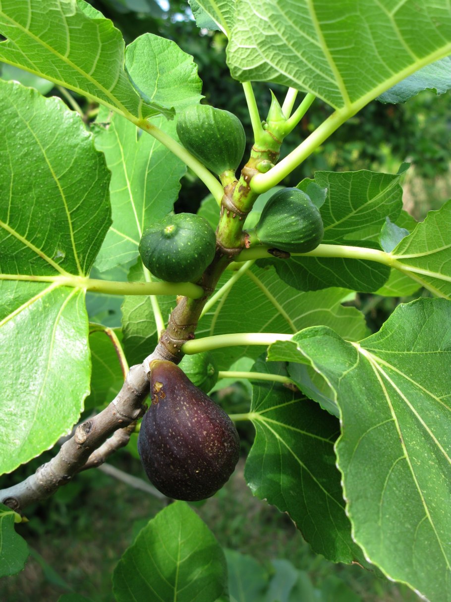 Инжир Карика