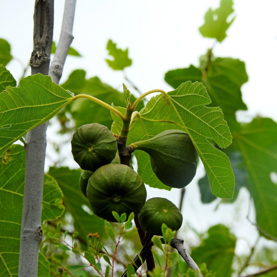 Смоковница обыкновенная