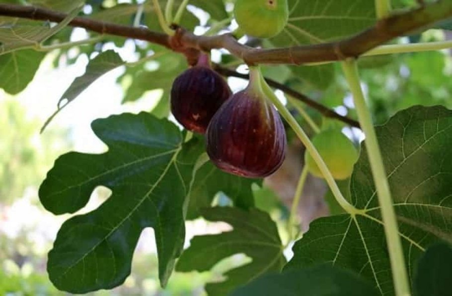 Инжир фиговое дерево
