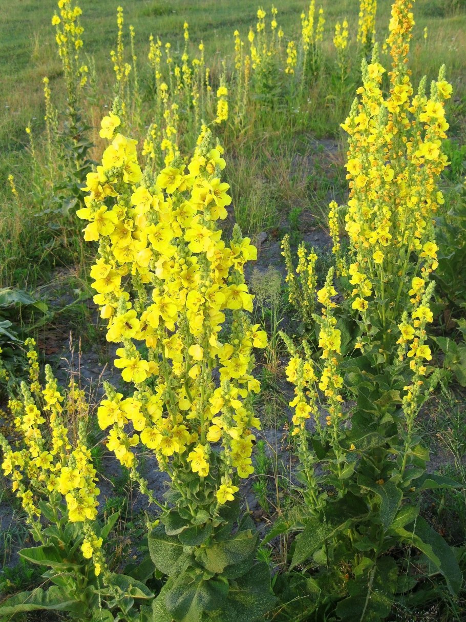 Verbascum Thapsus коровяк обыкновенный