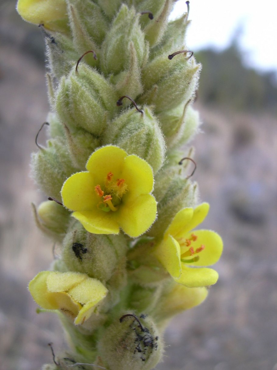 Verbascum Thapsus коровяк обыкновенный