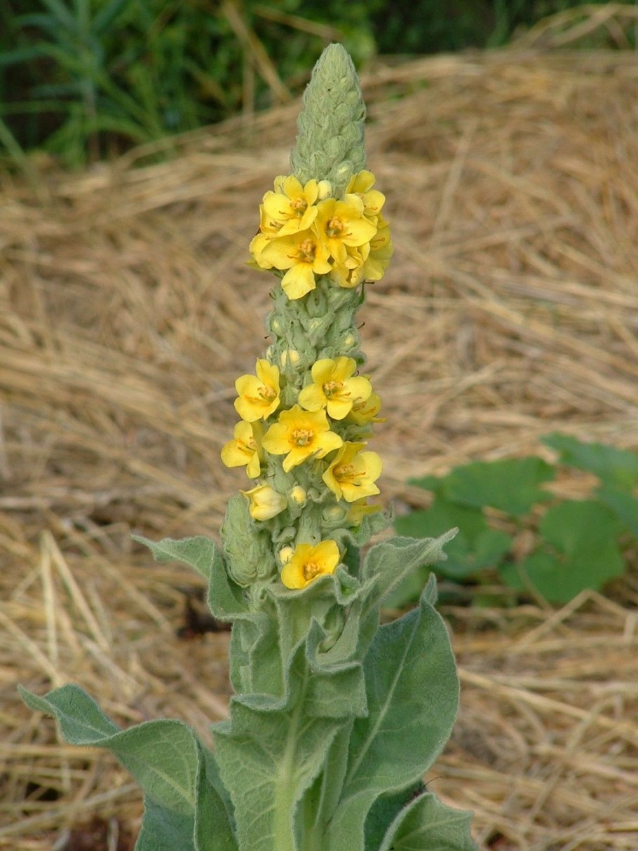 Коровяк Медвежье ухо ( Verbascum Thapsus l.)